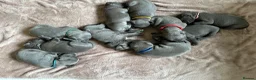 Staffordshire Bull Terrier dogs for sale: 🐾 Gorgeous Blue Staffordshire Bull Terriers Pups  - Advert 11