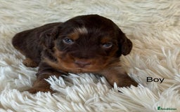 Cockapoo dogs for sale: beautiful merle cockapoo pups, ready 19th August - Image 2