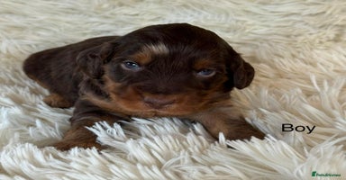 Cockapoo dogs - Advert 3