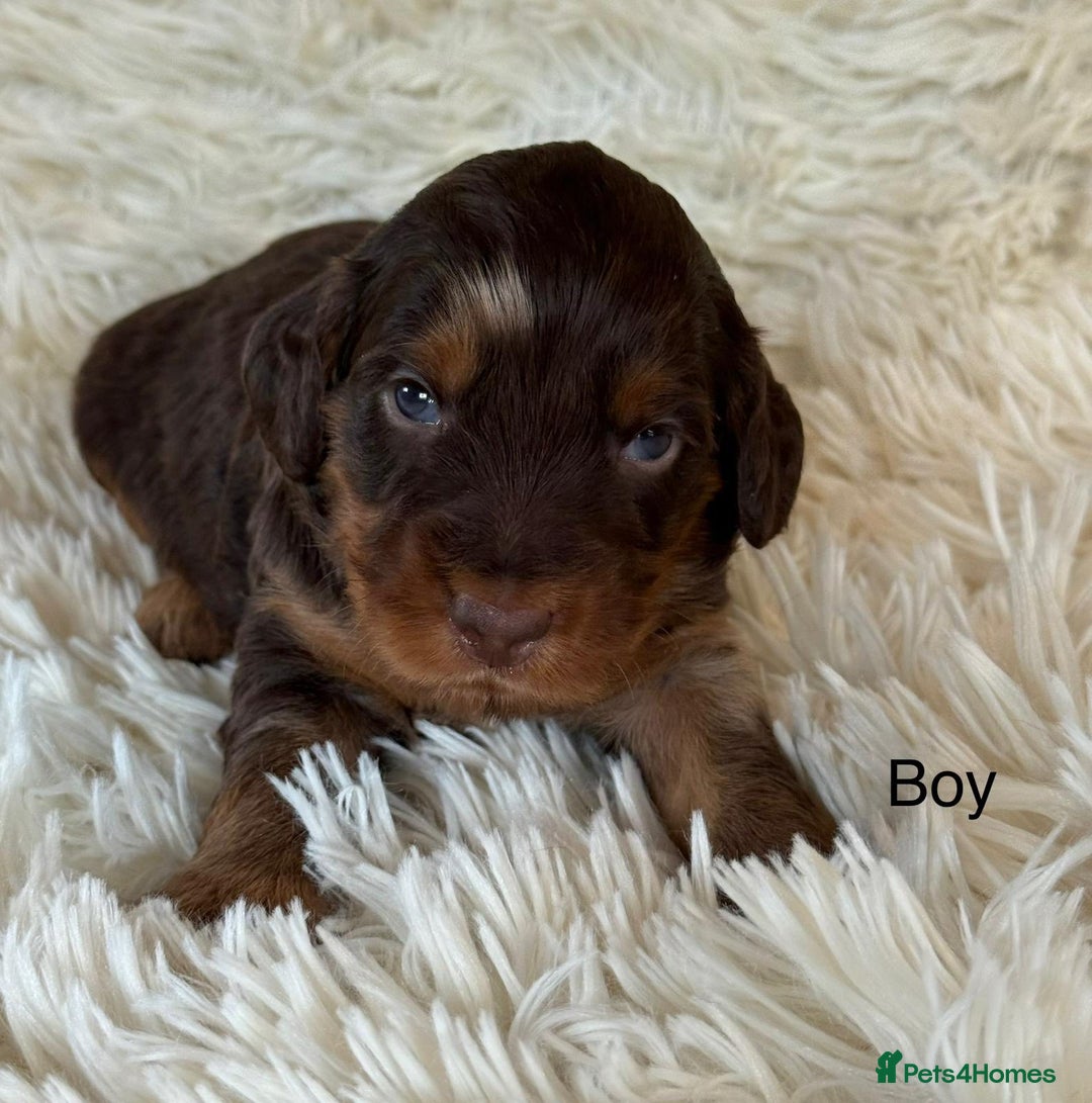 Cockapoo dogs for sale: beautiful merle cockapoo pups, ready 19th August - Image 2