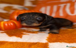 Dachshund dogs for sale: 🩷💙Stunning KC Wire haired Dachshunds🩷💙 - Image 14