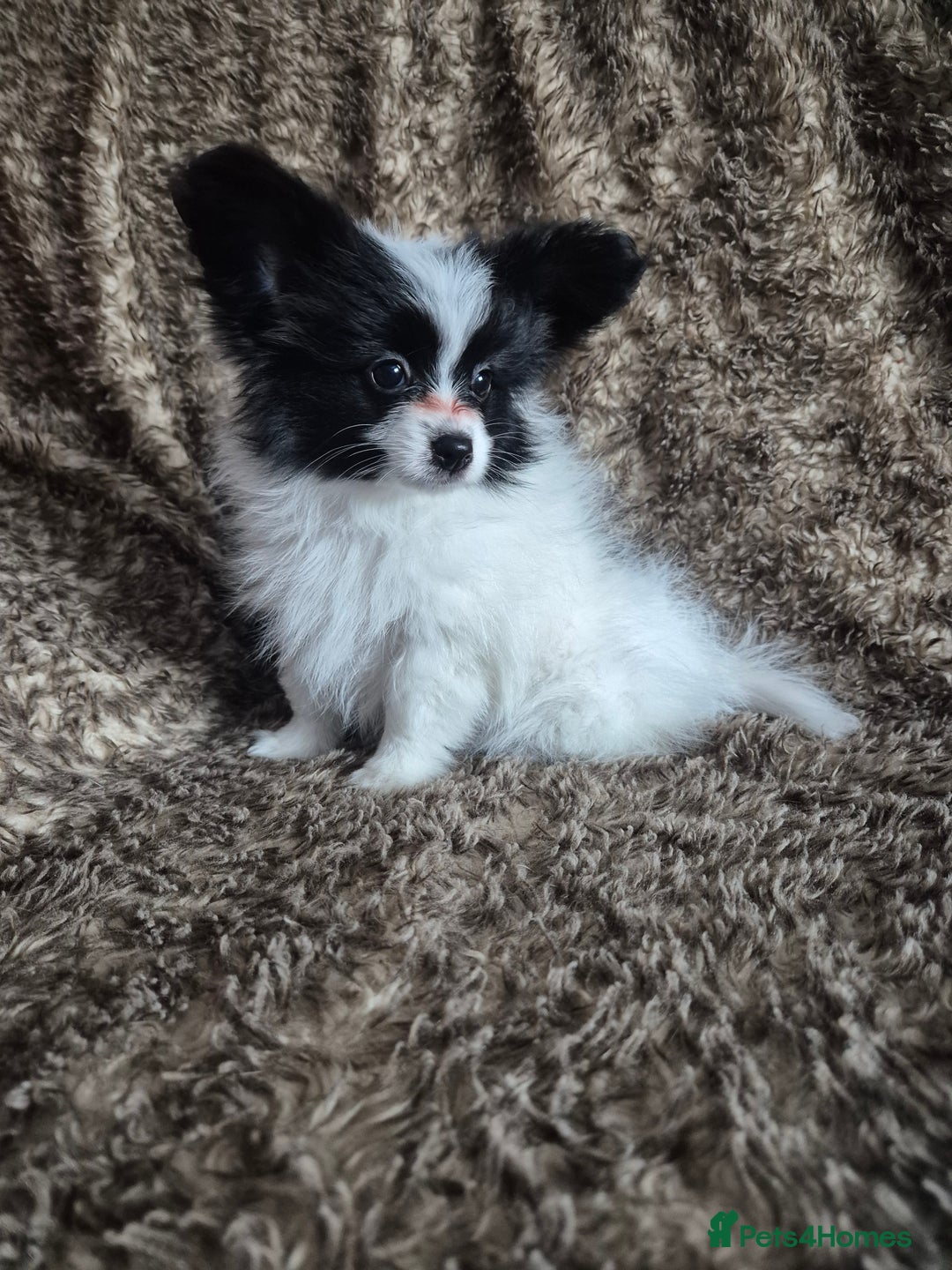 Papillon dogs for sale: Papillion puppys - Image 3