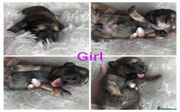 Mixed Breed dogs for sale: Shweenie puppies for sale - Image 5