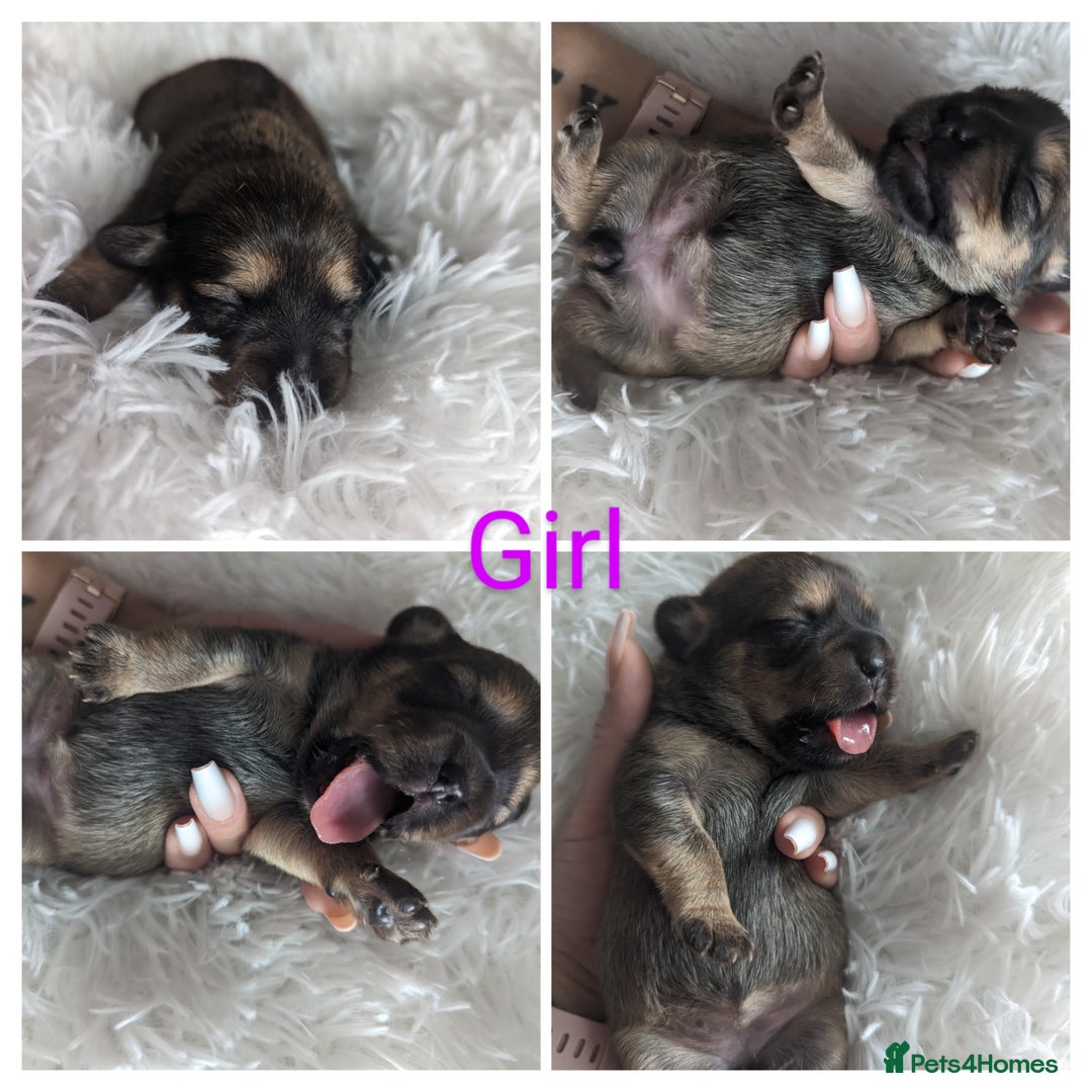 Mixed Breed dogs for sale: Shweenie puppies for sale - Image 5