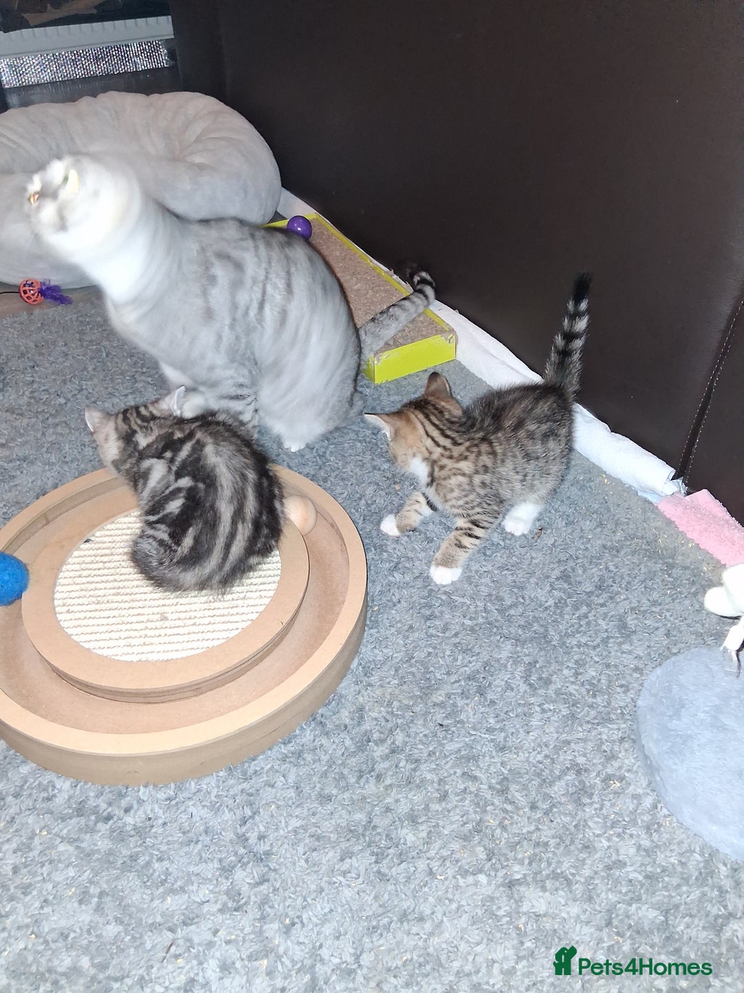 Bengal cats for sale: 1 Bengal boy  1 brown tabby boy - Advert 12