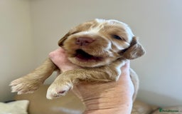 Cocker Spaniel dogs for sale: 4⭐️Licensed KC Reg English Show Cocker Spaniel - Image 26