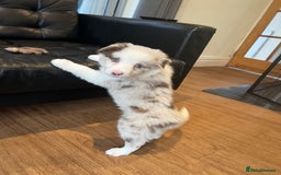 Border Collie dogs for sale: Red merle male border collie puppy available - Advert 1