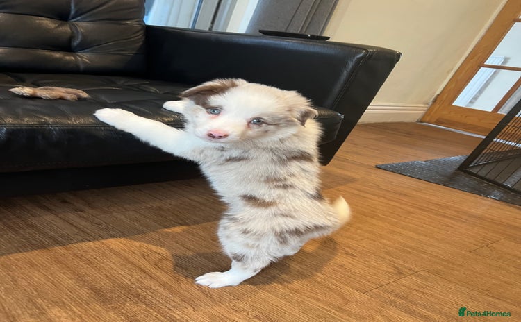 Border Collie dogs Red merle male border collie puppy available - Advert 11