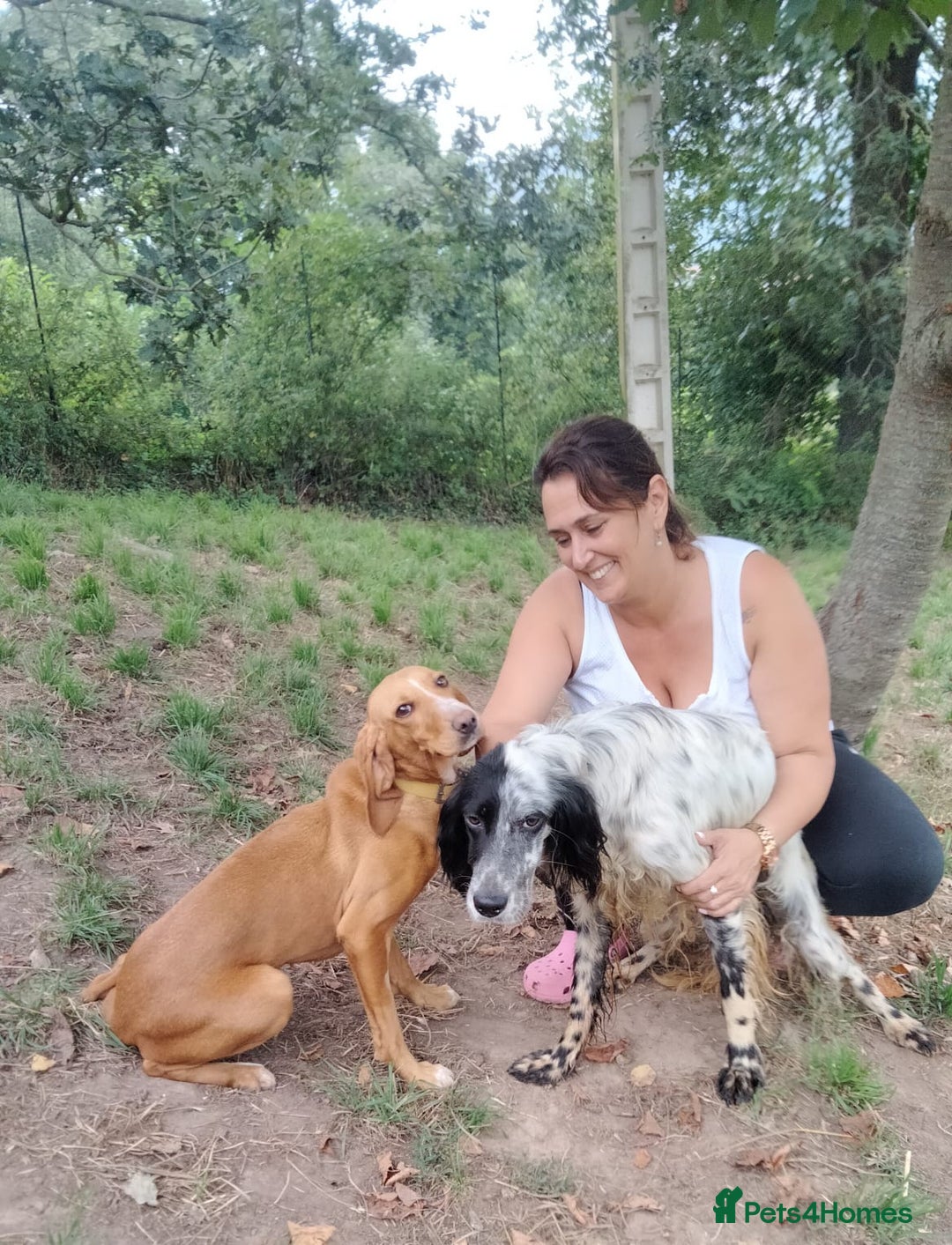 English Setter dogs for adoption: Tae   - Image 3