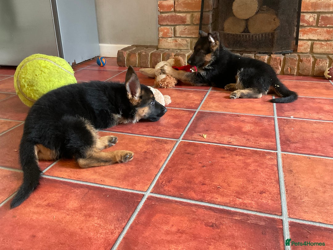 German Shepherd dogs for sale: 25 years experience  breeding German Shepherds - Image 33