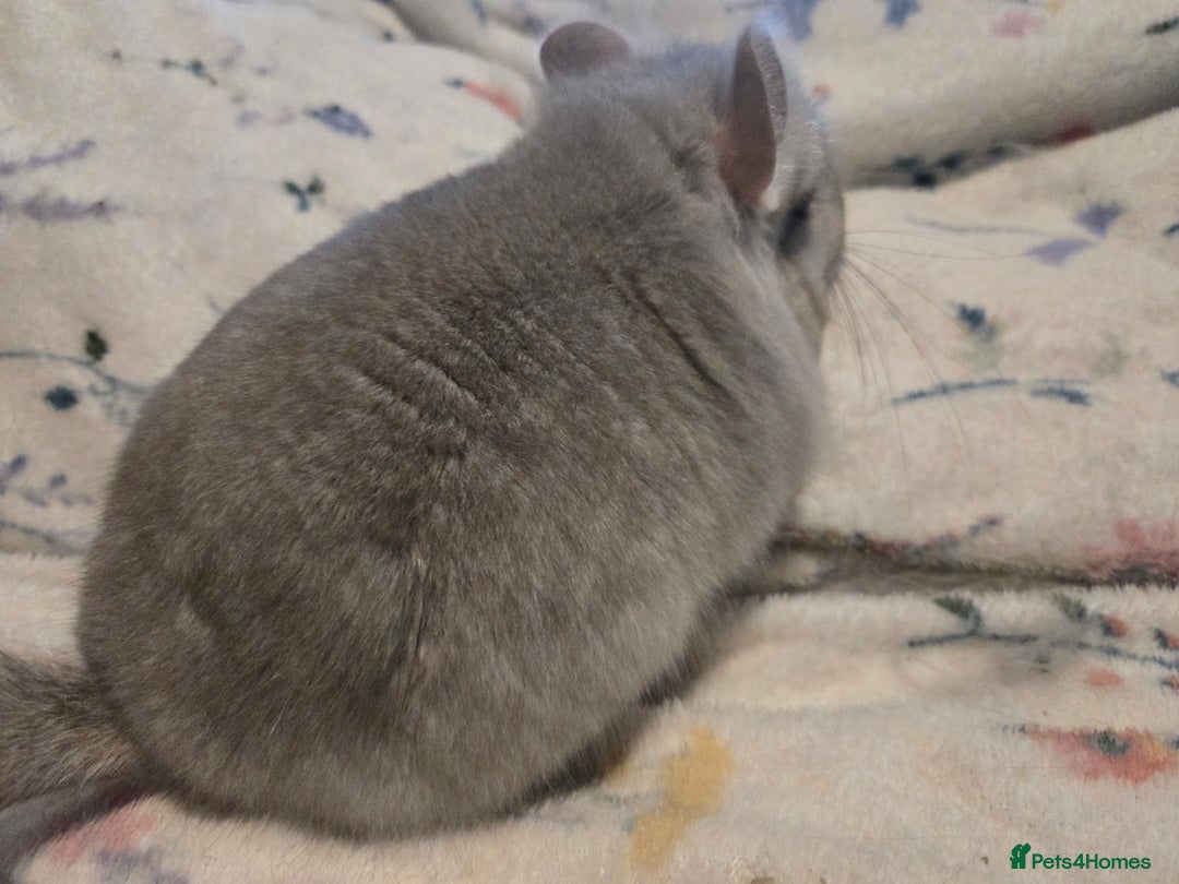 Chinchilla rodents for sale: Gorgeous Tan Royal Persian Angora Poss VC/BDC - Advert 15