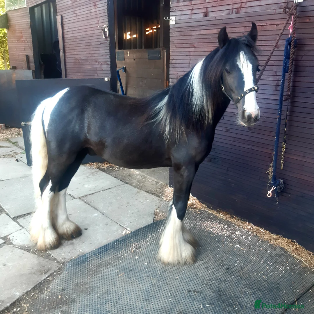 Other Breed horses for sale: Show cob - Advert 2