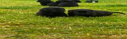 Labrador Retriever dogs for sale: Beautiful Kennel Club Registered Labrador Puppies  - Advert 5