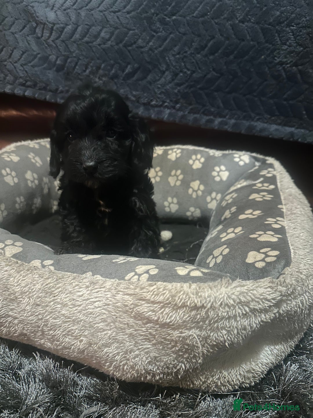 Cockapoo dogs for sale: F3 cockapoo puppies  - Advert 13