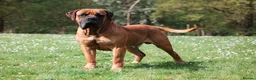 Boerboel dogs for sale: Waitlist now open - due early October in Horsham - Advert 6