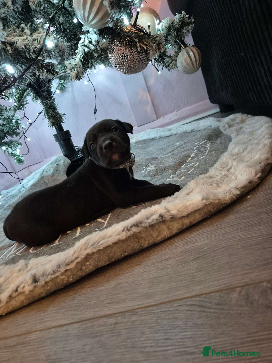 Mixed Breed dogs for sale: Gray bull hounds  - Advert 16