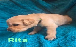 Goldador dogs for sale: Goldador Puppy 5 - Kitanas puppies  - Image 16