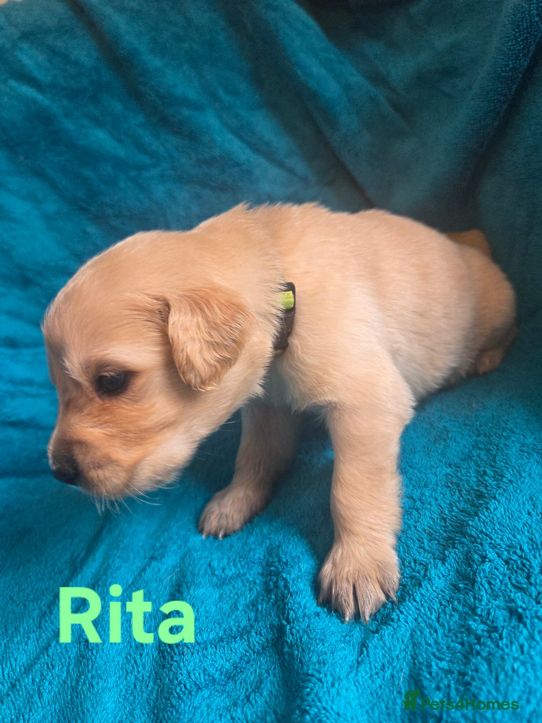 Goldador dogs for sale: Goldador Puppy 5 - Kitanas puppies  - Image 16