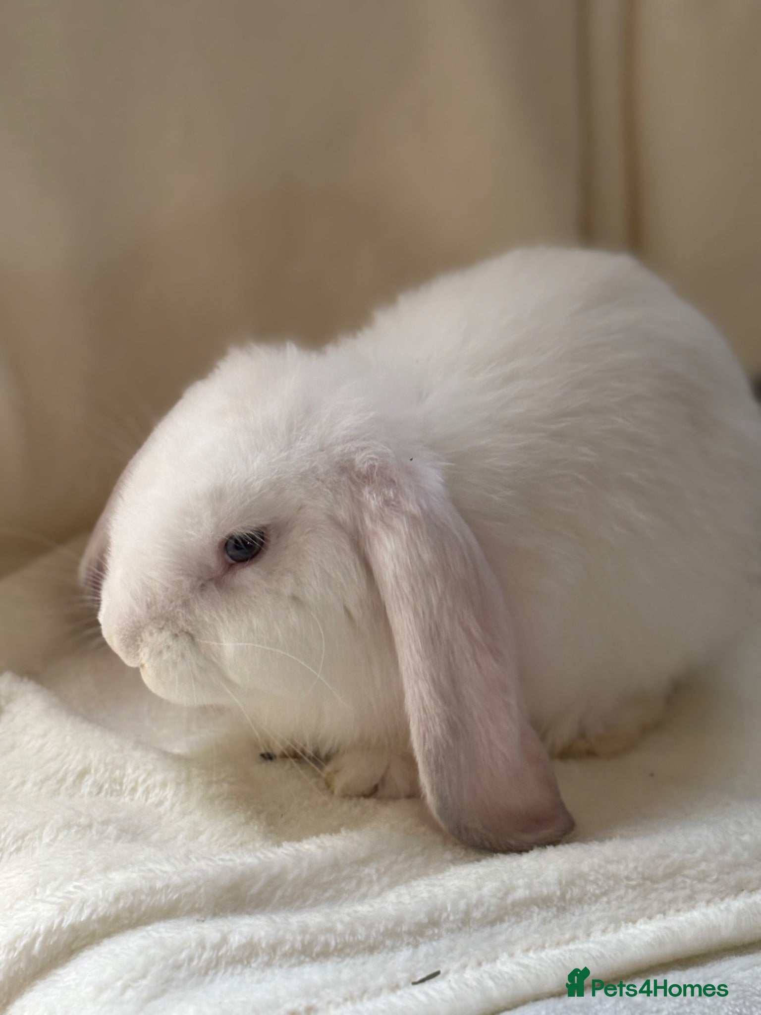 French Lop rabbits Gorgeous French lop babies - Advert 1