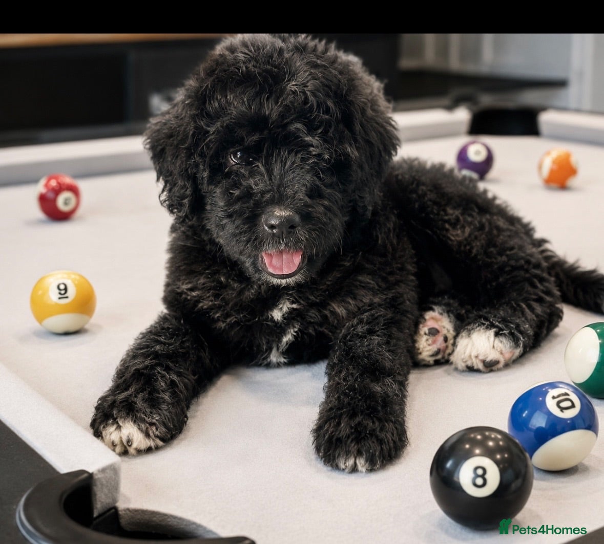 Bernedoodle dogs F1 STANDARD BERNADOODLES FULL HEALTH TESTED  - Advert 2