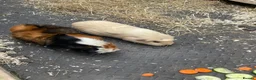 Guinea Pig rodents for sale: 2 pairs of guinea pigs  - Advert 1