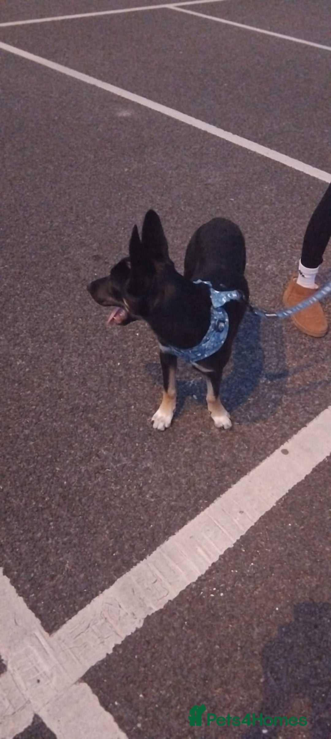 Mixed Breed dogs for sale: Mixed breed male puppy - Image 4