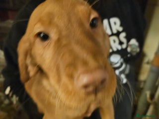 Labrador Retriever dogs REDUCED PRICE! READY NOW! - Advert 15