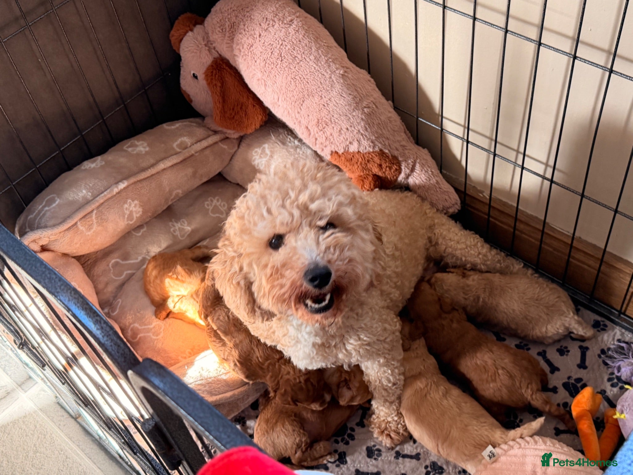 Poochon dogs 🐾 Beautiful Poochon Puppies Cream, Apricot & Red. - Advert 2