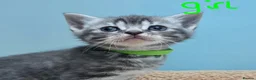 British Shorthair cats for sale: Gorgeous British Shorthair Cross kittens - Advert 20