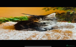Maine Coon cats for sale: Beautiful GCCF Maine Coon kittens - Advert 8