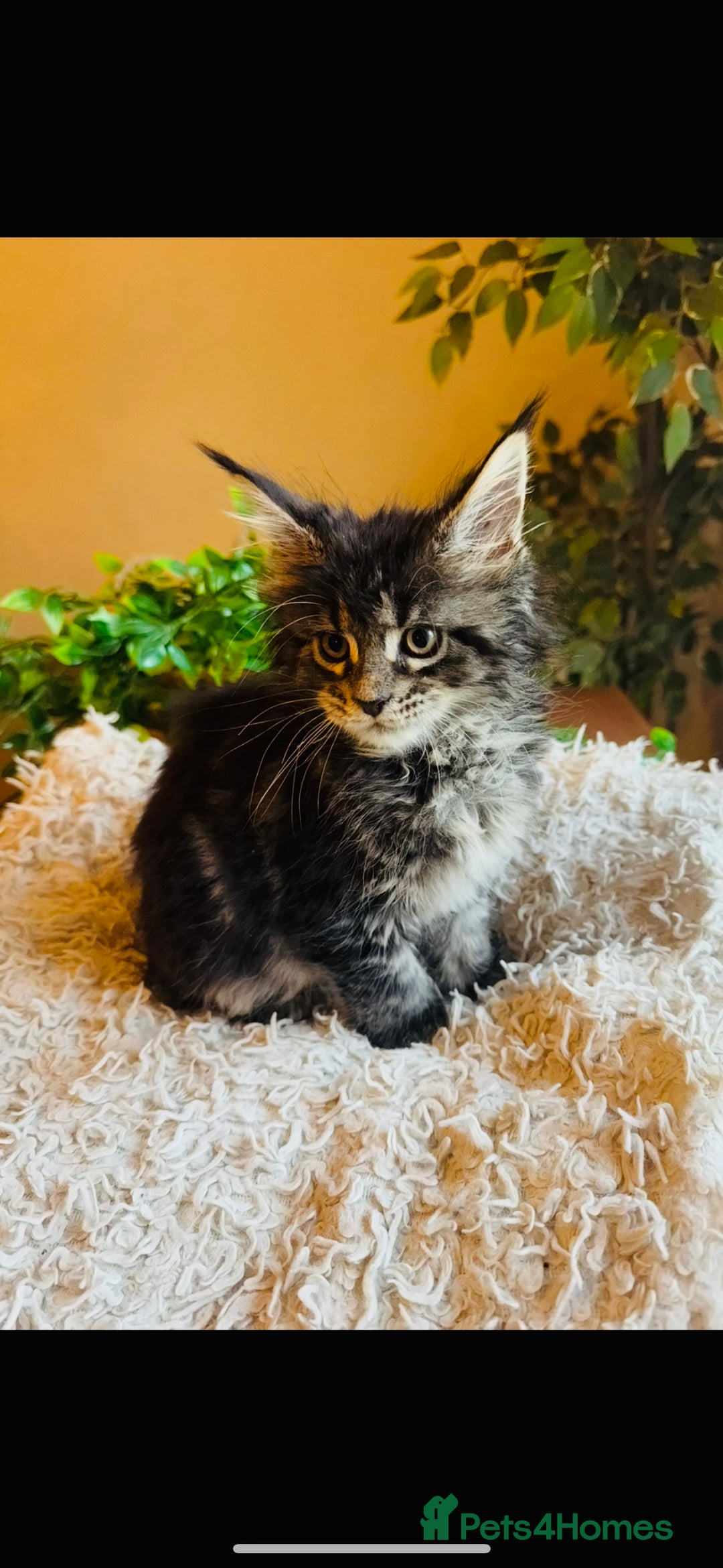 Maine Coon cats for sale: Beautiful GCCF Maine Coon kittens - Advert 8