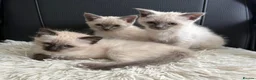 Mixed Breed cats for sale: Female Siamese/Ragdoll x Birman in Shrewsbury - Advert 3