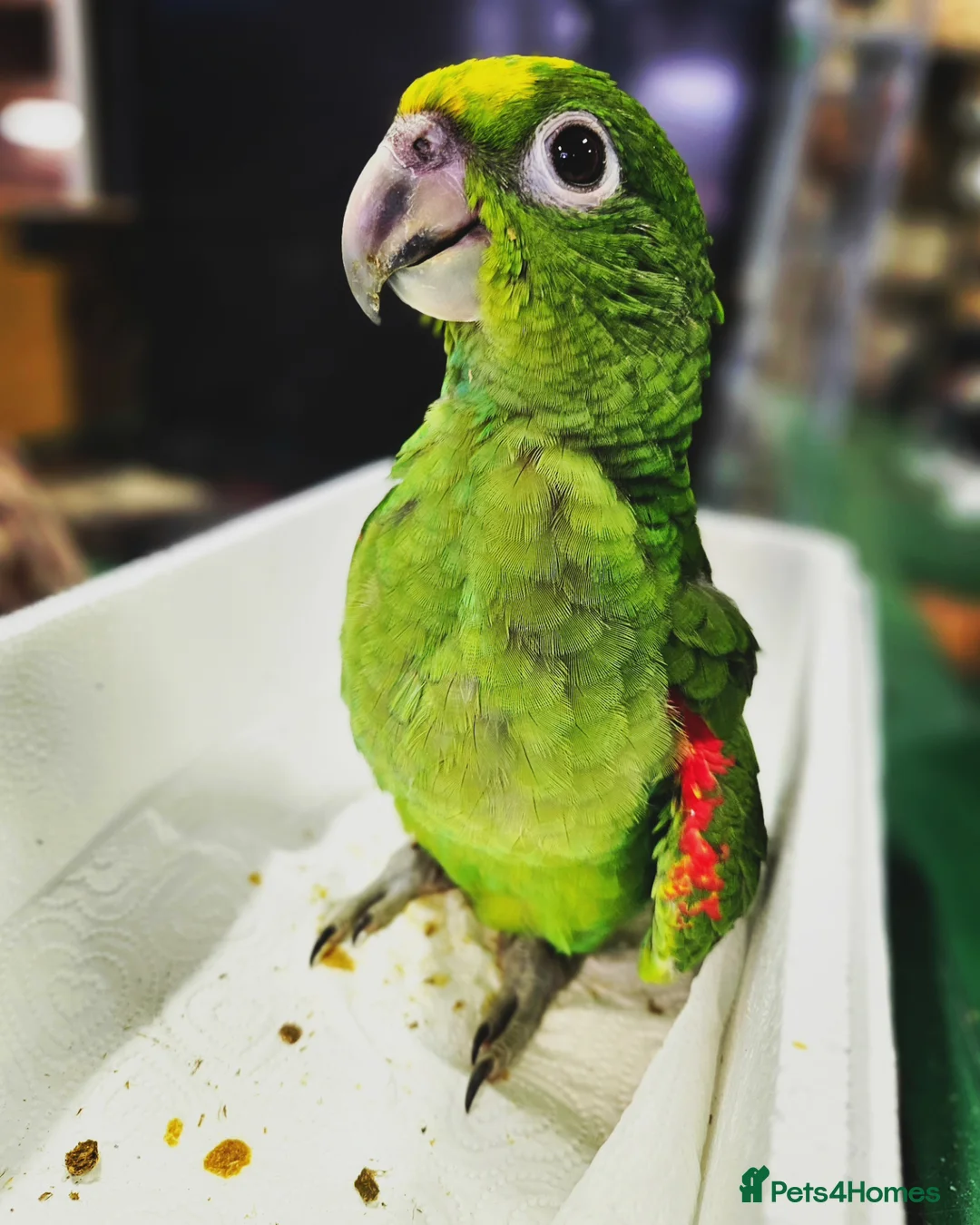 Parrots birds for sale: Amazon yellow crown parrot with cage and setup - Advert 2