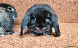 Dwarf Lop rabbits for sale: Pure show stock dwarf lops vaccinated  - Advert 3