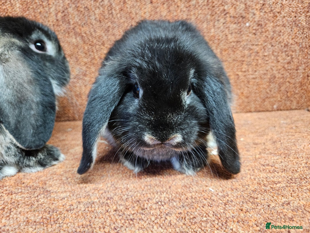 Dwarf Lop rabbits for sale: Pure show stock dwarf lops vaccinated  - Advert 3