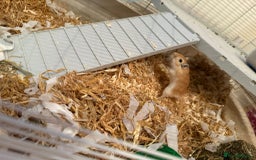 Gerbil rodents for sale: 2 Gerbils both male/brothers - Advert 4