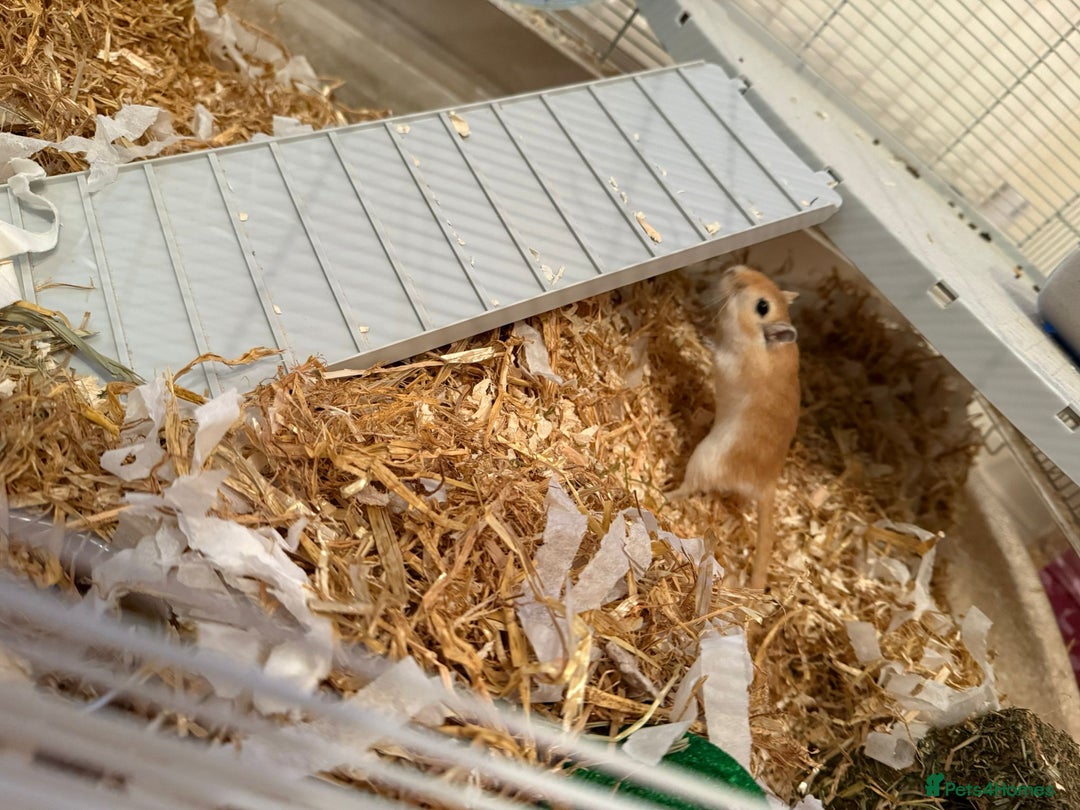Gerbil rodents for sale: 2 Gerbils both male/brothers - Advert 4