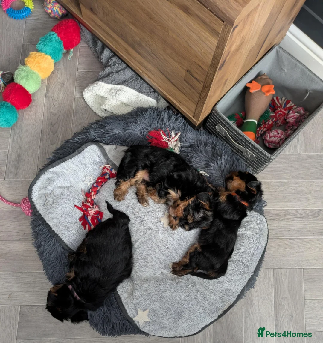 Yorkshire Terrier dogs for sale: Cute yorkies for sale - Advert 10