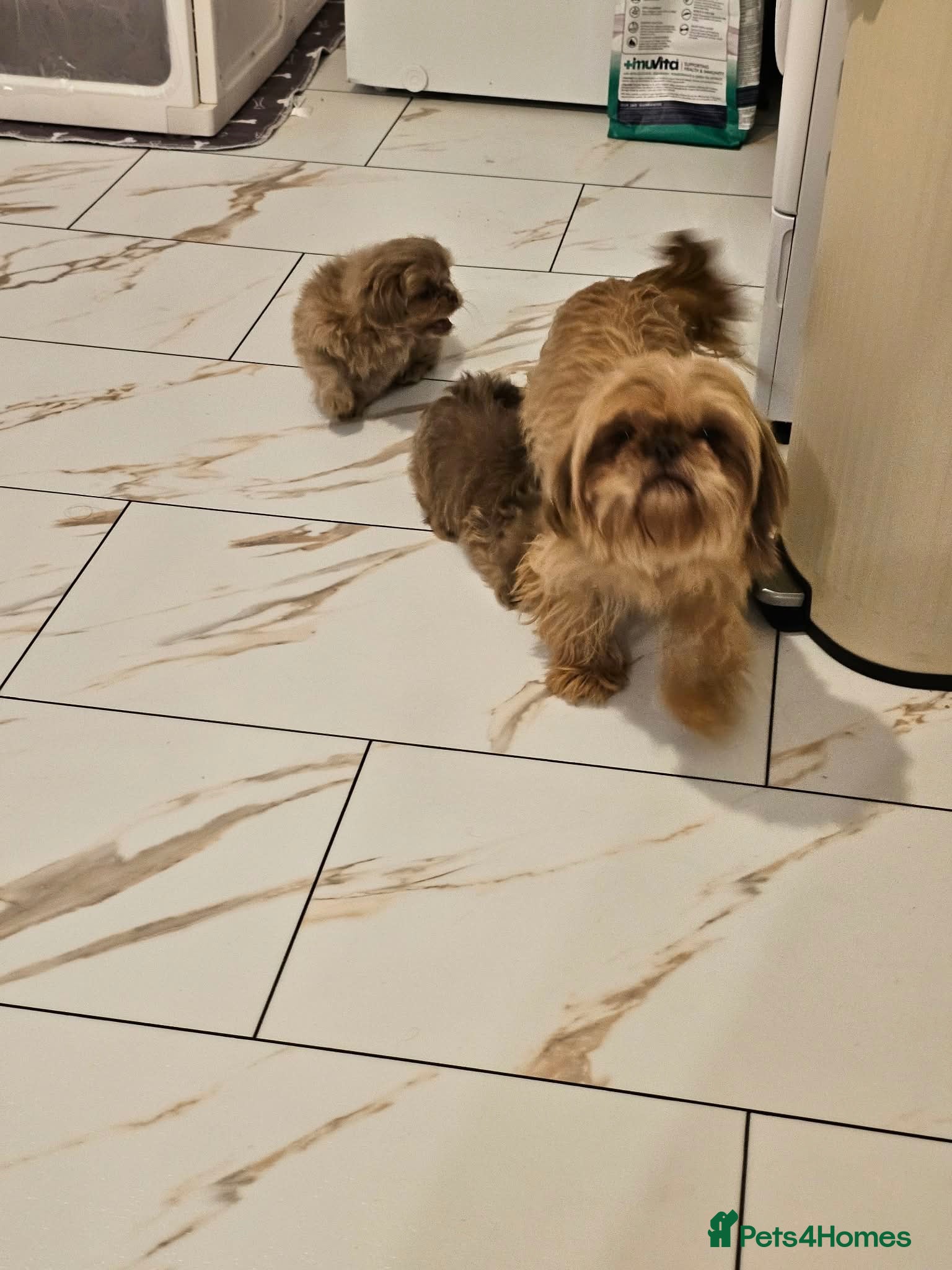 Shih Tzu dogs 3 Gorgeous boys ready now  - Advert 2