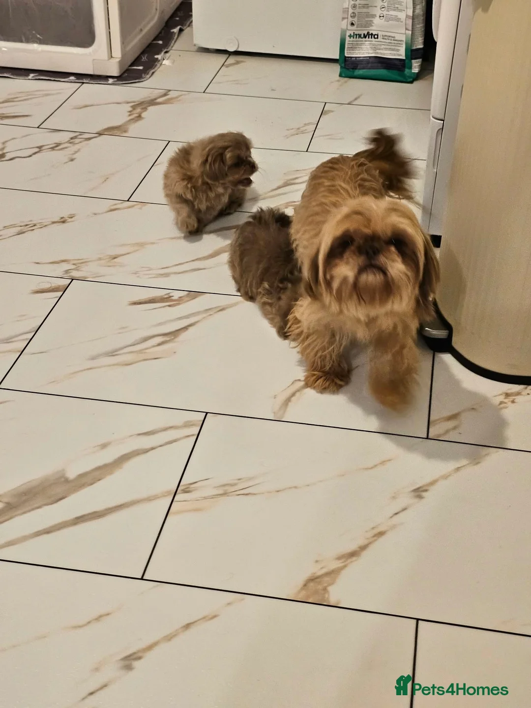 Shih Tzu dogs for sale: 3 Gorgeous boys ready now  - Advert 2