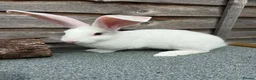 Continental Giant rabbits for sale: 🐰🐰🐰 Continental Giant Rabbits  - Advert 5