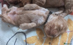 Cocker Spaniel dogs for sale: 🐾pedigree Show cocker spaniel🐾 - Image 11
