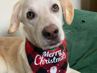 Mixed Breed dogs REX - Advert 3