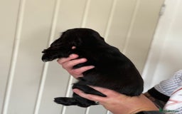 Cocker Spaniel dogs for sale: Beautiful litter of Show Cockers - 5 remaining - Image 37