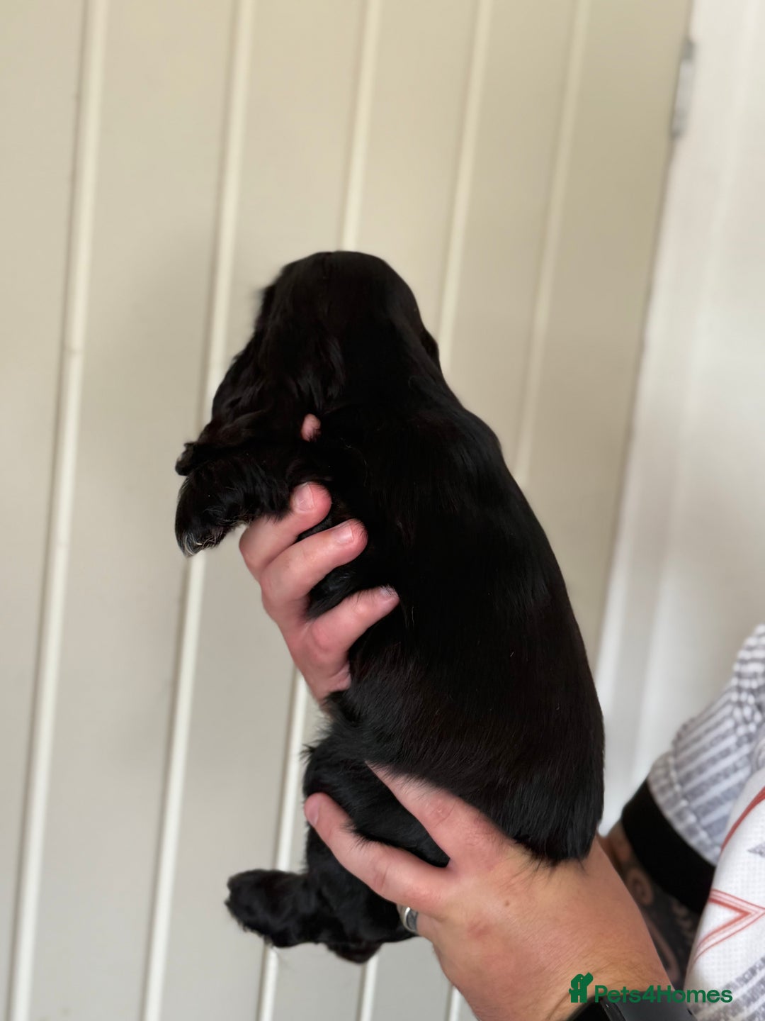 Cocker Spaniel dogs for sale: Beautiful litter of Show Cockers - 5 remaining - Image 37