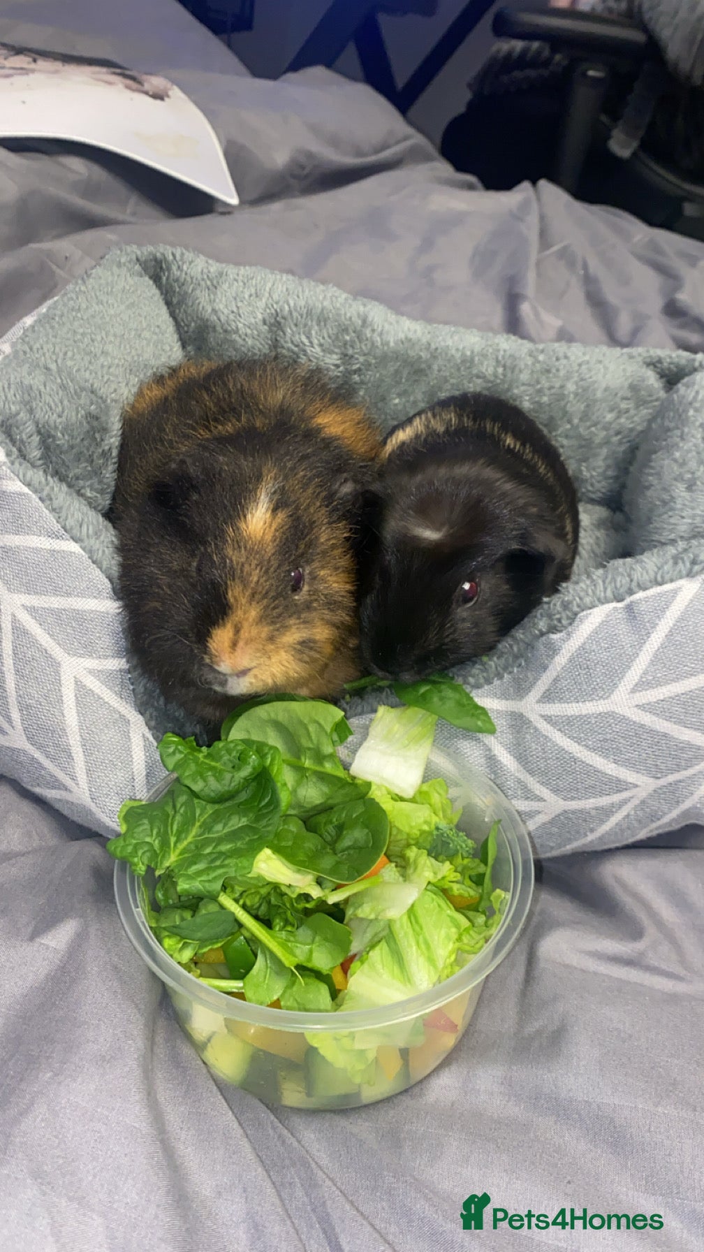Guinea Pig rodents Two male guinea pigs - Advert 1