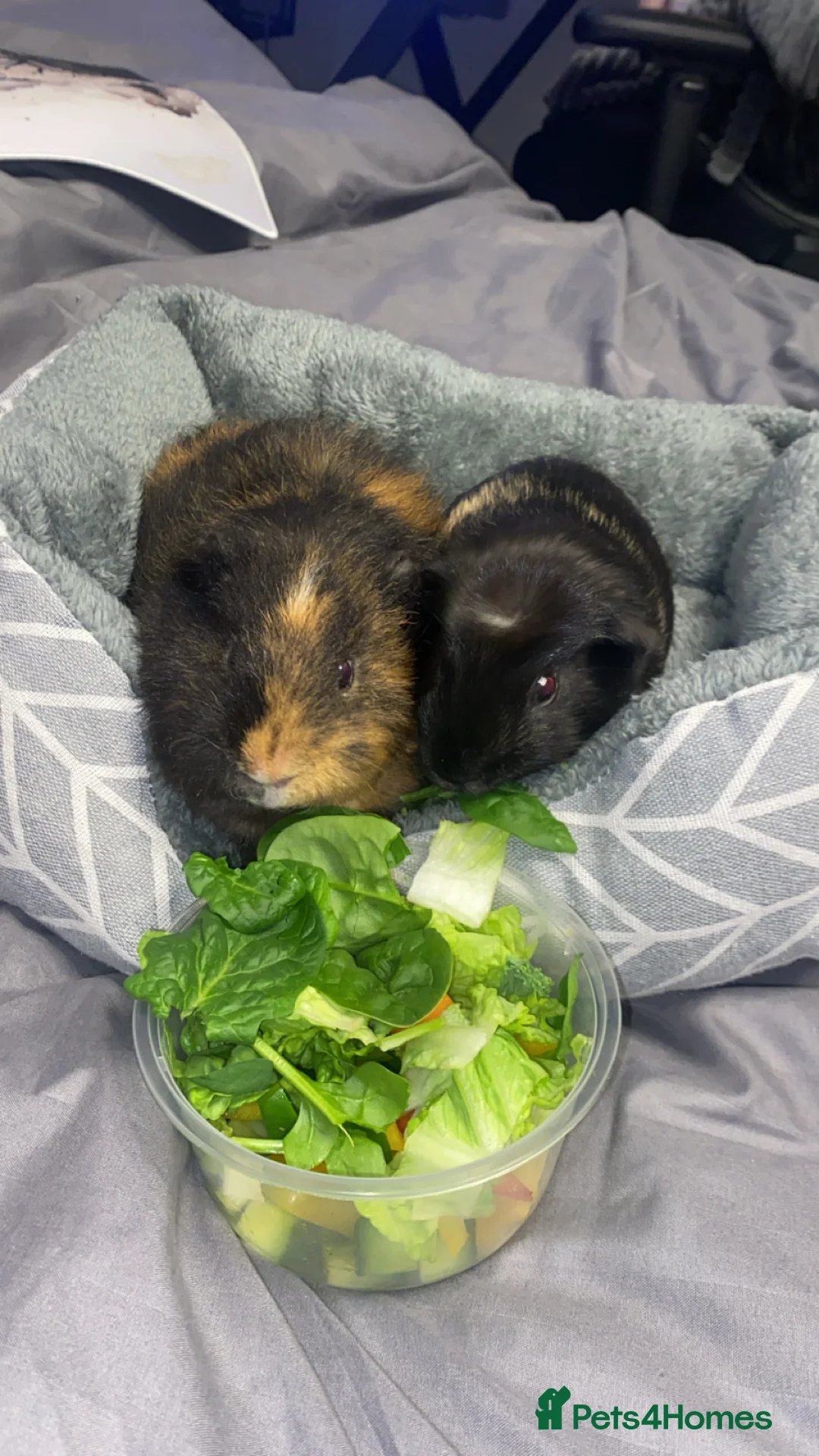 Guinea Pig rodents for sale: Two male guinea pigs in Salford - Advert 1