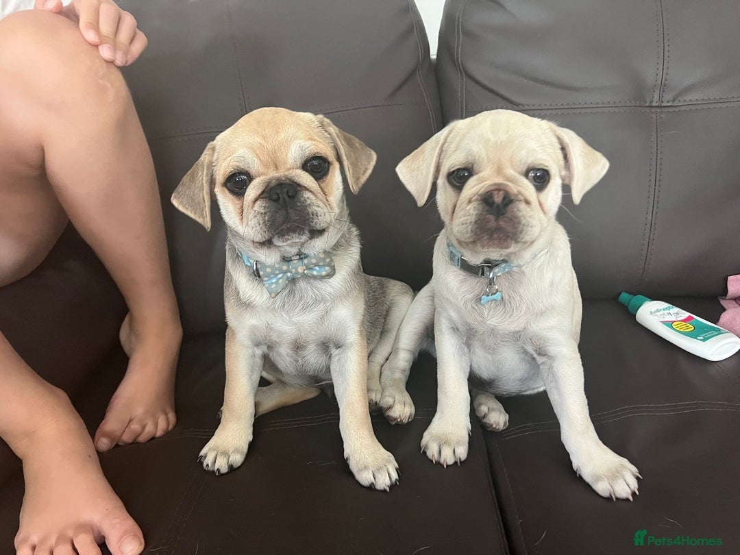 Pug dogs for sale: 2 male pup puppies  - Image 3