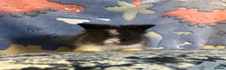 Lionhead rabbits for sale: Adorable double mane lionhead baby bunnies  - Advert 15
