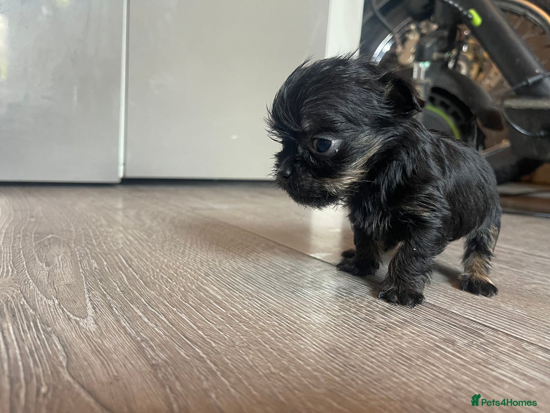 Mixed Breed dogs for sale: Jackapoo/French bulldog  - Advert 24